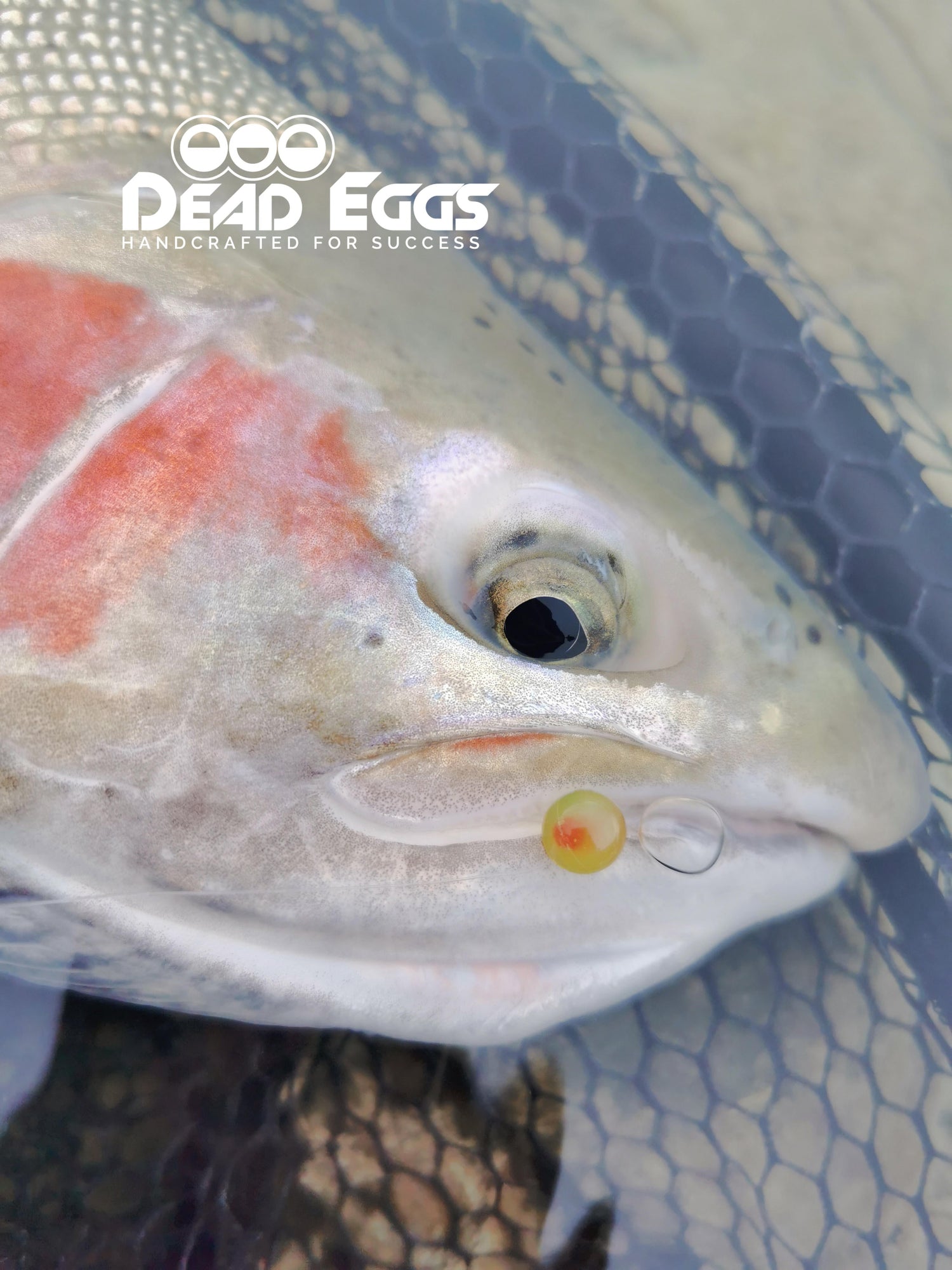 Gum Drop Egg Pack - Dead Eggs LtdDead EggsDE6GD1