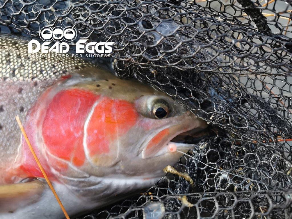 Soft Green Egg Pack for Rainbow Trout, Brown Trout, Steelhead and Salmon – Dead  Eggs Ltd