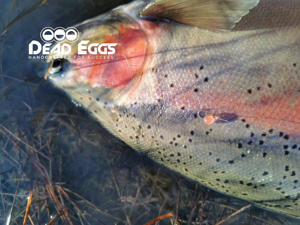 Soft Green Egg Pack for Rainbow Trout, Brown Trout, Steelhead and Salmon – Dead  Eggs Ltd